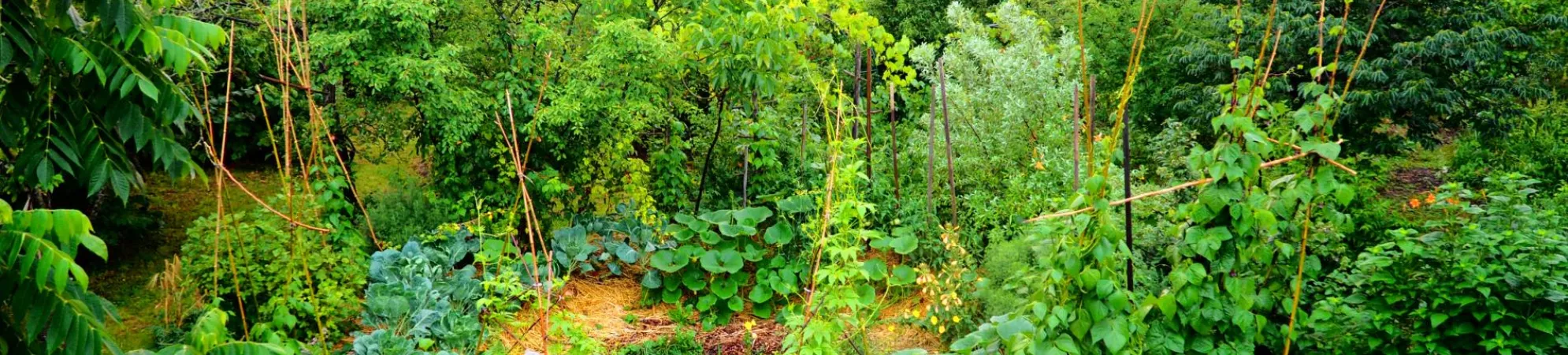 our more then 30 years old forest garden