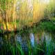 In unserem Wald-Wasser-Garten wurden Chninampas nach dem Vorbidl der Azteken angelegt