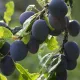 Plums at Beyond Buckthorns