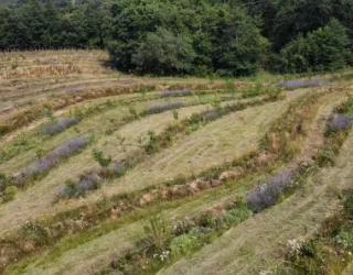 Syntropic permaculture system in Italy