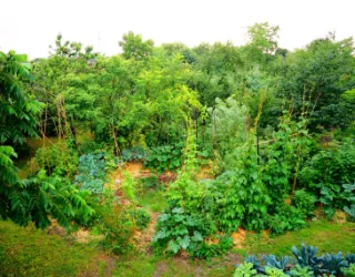 our more then 30 years old forest garden