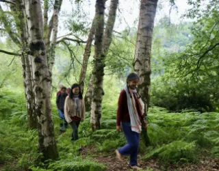 Walking through birch trees