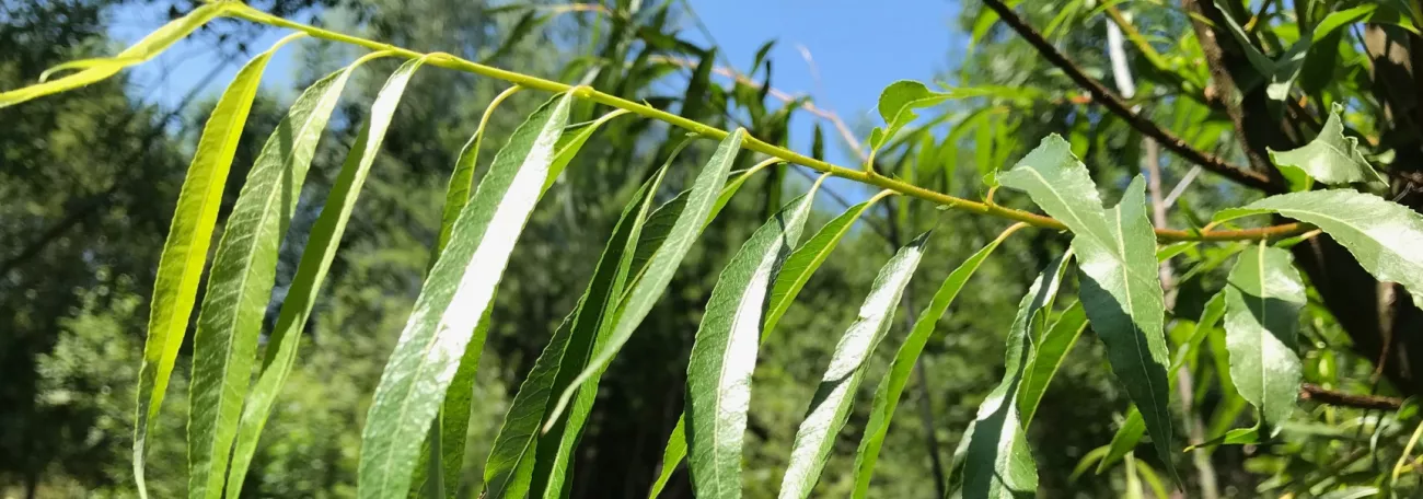 lanceolate green leaves on a willow branch