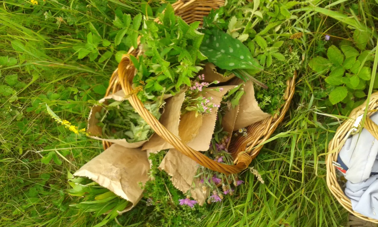 Collecting herbs for teas, tinctures, oils and for the kitchen