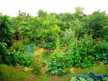 our more then 30 years old forest garden