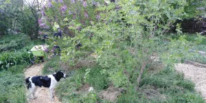 We started our food forest in 2015