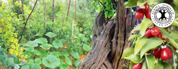 Waldgarten Führungen und Intensivseminar