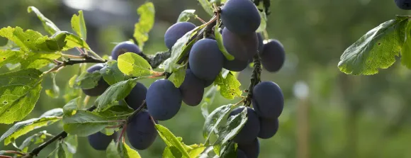 Plums at Beyond Buckthorns