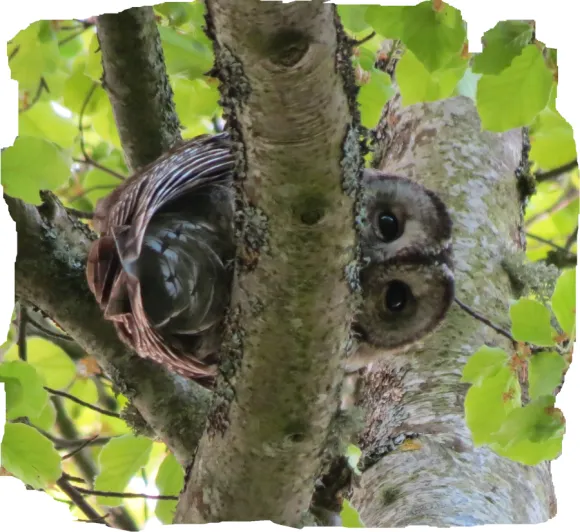 Surprised owl in tree