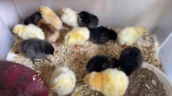 chicks in a box