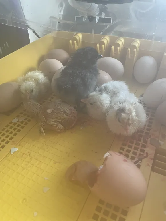 chicks in incubator