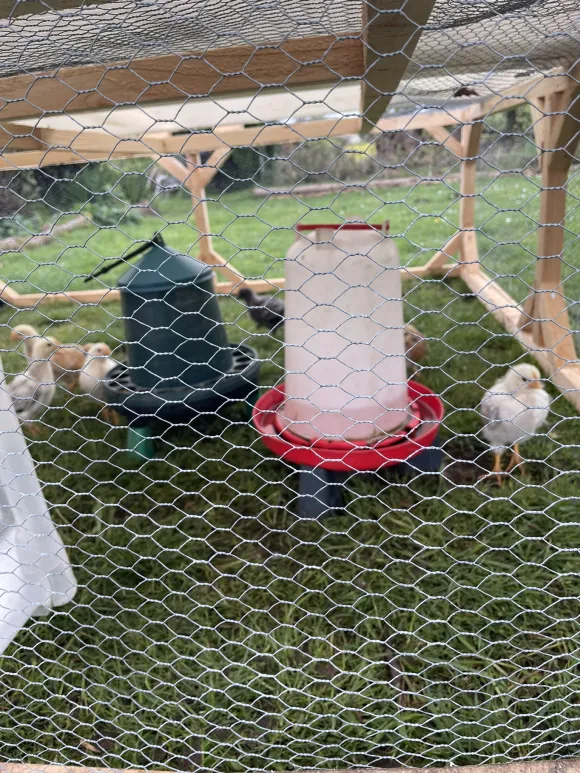 happy and safe chicks