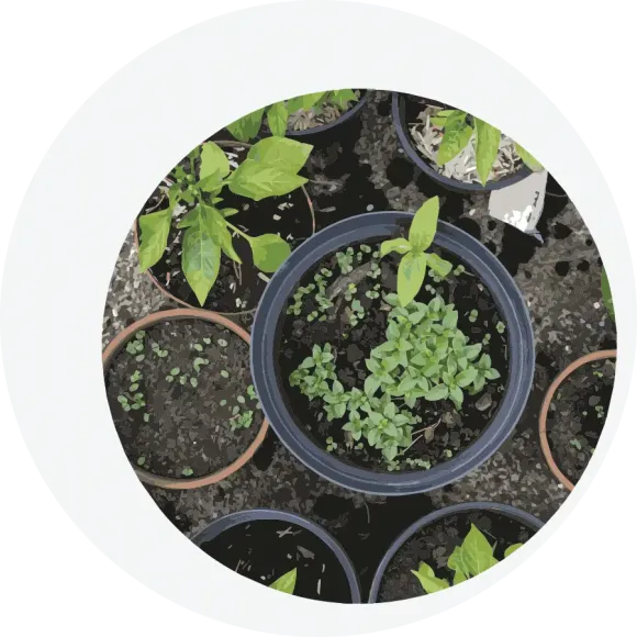 Pots of plants seen from above