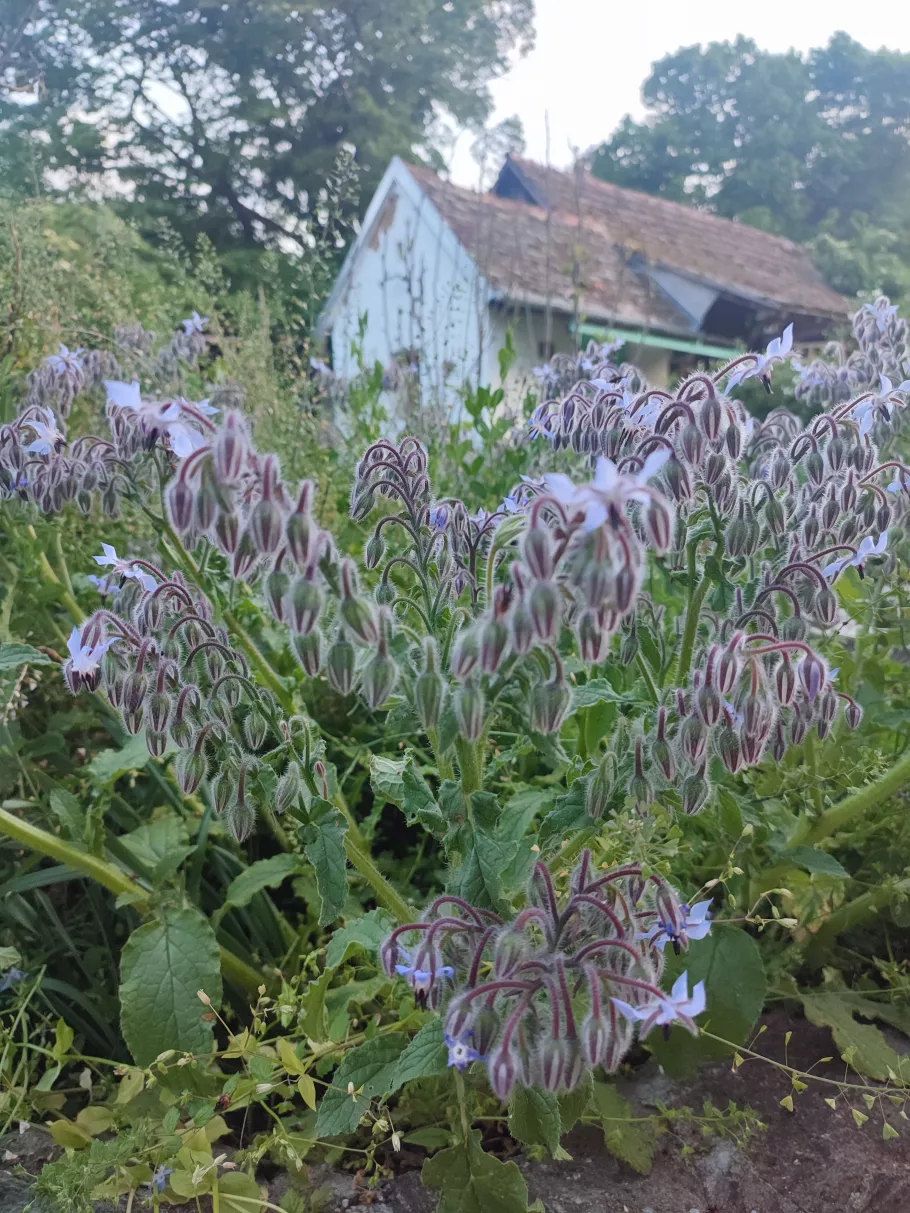 Borage at the Balkan Retreat