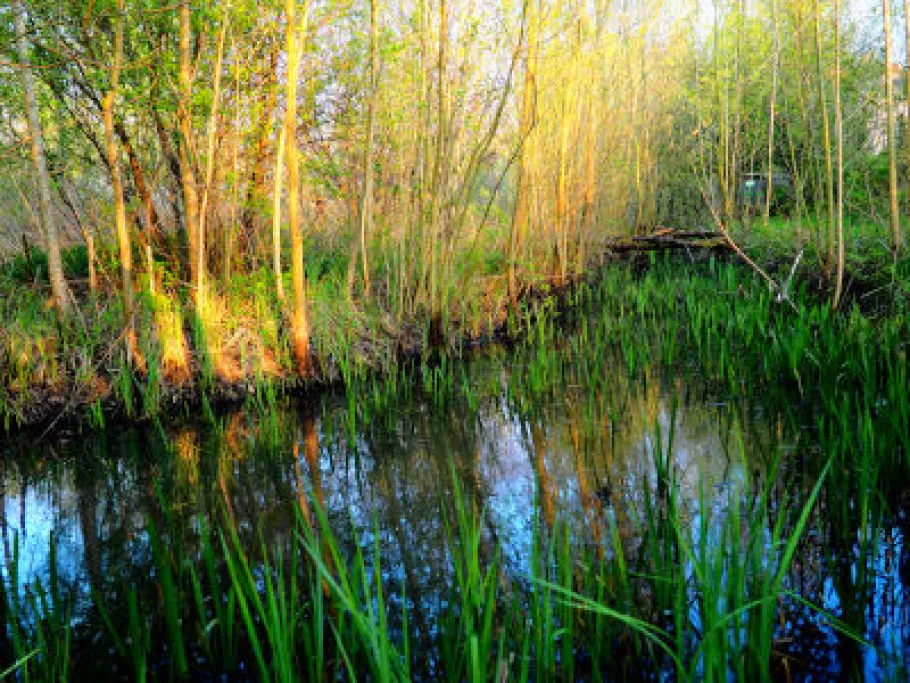 In unserem Wald-Wasser-Garten wurden Chninampas nach dem Vorbidl der Azteken angelegt