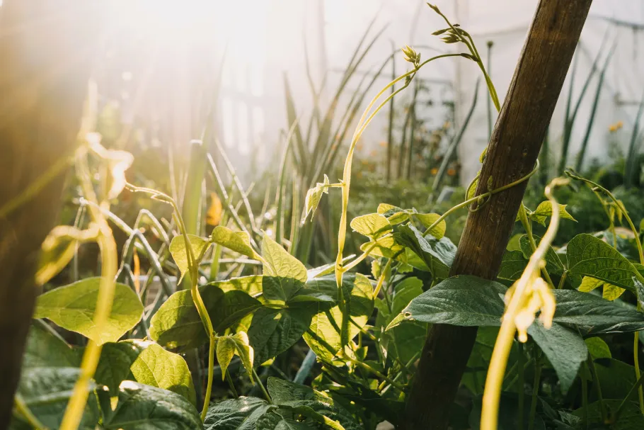 An image at ground level of plants growing up a support