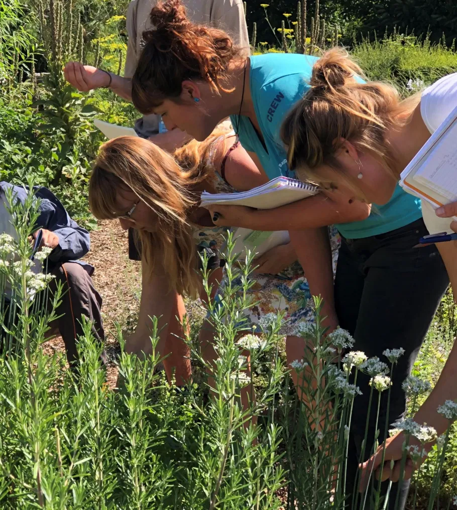 smelling herbs in the herb garden