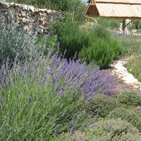 Bee garden with Mediterranean herbs