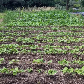 Market Garden