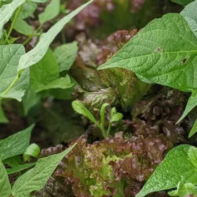 Salads and Beans