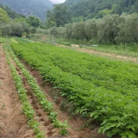 Market Garden