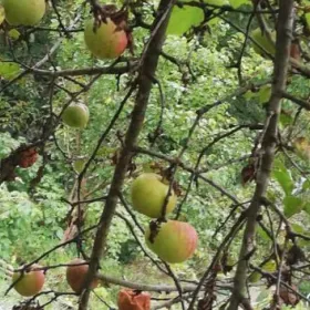 Apple tree harvest 