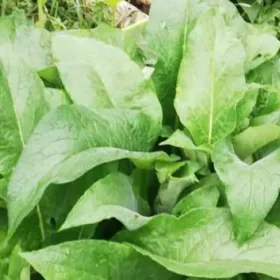 Comfrey as support plants