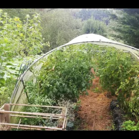 Polytunnel come harvest time