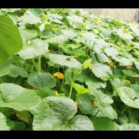 Sprawling Squash season