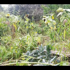 A diverse syntropic row, before harvest