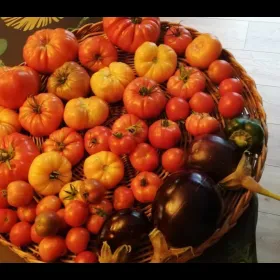 Beautiful array of tomatoes grown in the project 