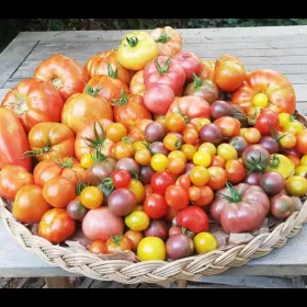 Tomato portraits...