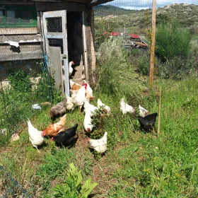 Chicken food forest