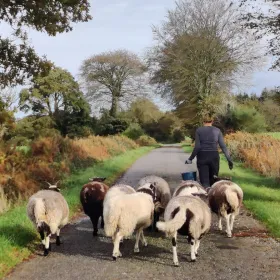 Eco Grazing our sheep