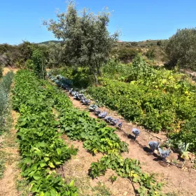 Market Garden