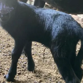 Cuteness