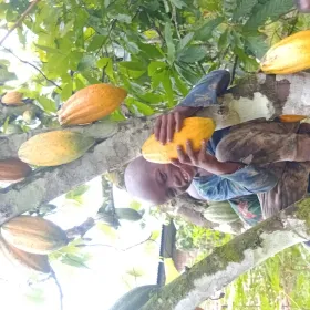 Permaculture improves cocoa productivity and performance. Organic and regenerative farming practices by PEACE Foundation increased farmer smiles in less than a year of practice in Bundibugyo district westrern Uganda. Bundibugyo district is the leading producer of organic cocao (chocolate) beans in Uganda. . 
