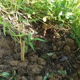 Monitoring survival rate of planted bamboo project.