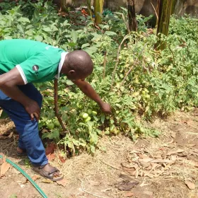 Farmers practicing permaculture in their compounds fetch vegetables from permaculture zone 1. 