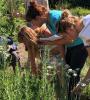 smelling herbs in the herb garden